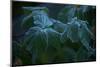 Closeup of frozen green leaves, blurred background-Paivi Vikstrom-Mounted Photographic Print