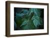 Closeup of frozen green leaves, blurred background-Paivi Vikstrom-Framed Photographic Print