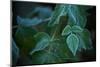 Closeup of frozen green leaves, blurred background-Paivi Vikstrom-Mounted Photographic Print