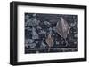 Closeup of frozen leaves, mossed tree background-Paivi Vikstrom-Framed Photographic Print