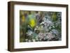Closeup of frozen plant, blurred background-Paivi Vikstrom-Framed Photographic Print