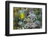 Closeup of frozen plant, blurred background-Paivi Vikstrom-Framed Photographic Print