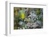 Closeup of frozen plant, blurred background-Paivi Vikstrom-Framed Photographic Print