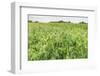 Closeup of Growing Peas-Ruud Morijn-Framed Photographic Print