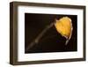 Closeup of hanging frozen colorful leaf on a sunlight, brown blur background-Paivi Vikstrom-Framed Photographic Print