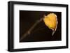Closeup of hanging frozen colorful leaf on a sunlight, brown blur background-Paivi Vikstrom-Framed Photographic Print