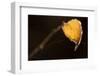 Closeup of hanging frozen colorful leaf on a sunlight, brown blur background-Paivi Vikstrom-Framed Photographic Print