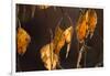 Closeup of hanging frozen colorful leaves on a sunlight, brown blur background-Paivi Vikstrom-Framed Photographic Print