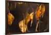 Closeup of hanging frozen colorful leaves on a sunlight, brown blur background-Paivi Vikstrom-Framed Photographic Print