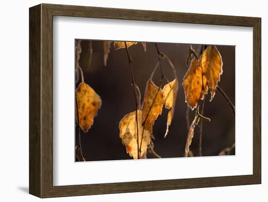 Closeup of hanging frozen colorful leaves on a sunlight, brown blur background-Paivi Vikstrom-Framed Photographic Print