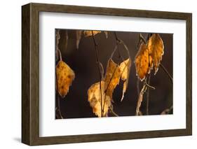 Closeup of hanging frozen colorful leaves on a sunlight, brown blur background-Paivi Vikstrom-Framed Photographic Print