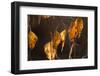 Closeup of hanging frozen colorful leaves on a sunlight, brown blur background-Paivi Vikstrom-Framed Photographic Print