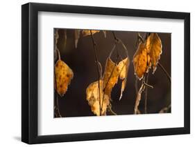 Closeup of hanging frozen colorful leaves on a sunlight, brown blur background-Paivi Vikstrom-Framed Photographic Print