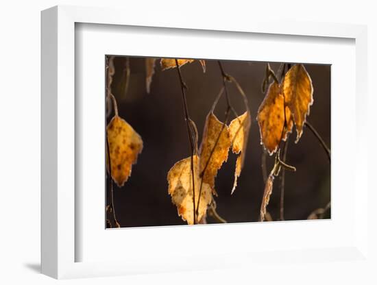 Closeup of hanging frozen colorful leaves on a sunlight, brown blur background-Paivi Vikstrom-Framed Photographic Print