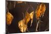 Closeup of hanging frozen colorful leaves on a sunlight, brown blur background-Paivi Vikstrom-Mounted Photographic Print