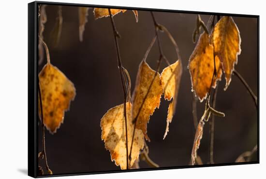 Closeup of hanging frozen colorful leaves on a sunlight, brown blur background-Paivi Vikstrom-Framed Stretched Canvas