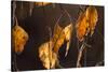 Closeup of hanging frozen colorful leaves on a sunlight, brown blur background-Paivi Vikstrom-Stretched Canvas