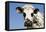 Closeup of Head Normande Tri-Coloured Cow-null-Framed Stretched Canvas