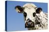 Closeup of Head Normande Tri-Coloured Cow-null-Stretched Canvas