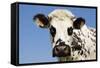 Closeup of Head Normande Tri-Coloured Cow-null-Framed Stretched Canvas