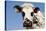 Closeup of Head Normande Tri-Coloured Cow-null-Stretched Canvas