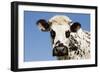 Closeup of Head Normande Tri-Coloured Cow-null-Framed Photographic Print