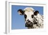 Closeup of Head Normande Tri-Coloured Cow-null-Framed Photographic Print