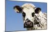 Closeup of Head Normande Tri-Coloured Cow-null-Mounted Photographic Print