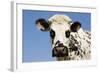 Closeup of Head Normande Tri-Coloured Cow-null-Framed Photographic Print