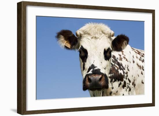 Closeup of Head Normande Tri-Coloured Cow-null-Framed Photographic Print