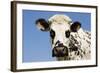 Closeup of Head Normande Tri-Coloured Cow-null-Framed Photographic Print