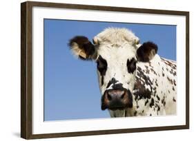 Closeup of Head Normande Tri-Coloured Cow-null-Framed Photographic Print