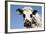 Closeup of Head Normande Tri-Coloured Cow-null-Framed Photographic Print