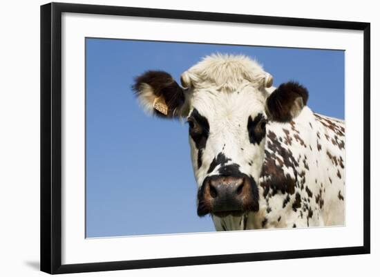 Closeup of Head Normande Tri-Coloured Cow-null-Framed Photographic Print
