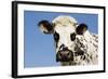 Closeup of Head Normande Tri-Coloured Cow-null-Framed Photographic Print