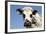 Closeup of Head Normande Tri-Coloured Cow-null-Framed Photographic Print