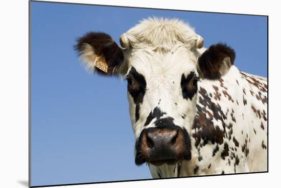 Closeup of Head Normande Tri-Coloured Cow-null-Mounted Photographic Print