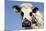 Closeup of Head Normande Tri-Coloured Cow-null-Mounted Photographic Print