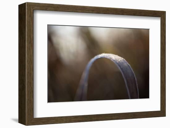 Closeup of hoarfrost crystalline on a reed leaf, bokeh background-Paivi Vikstrom-Framed Photographic Print