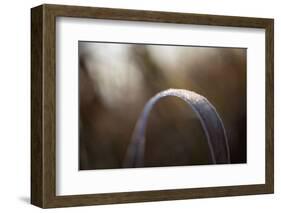 Closeup of hoarfrost crystalline on a reed leaf, bokeh background-Paivi Vikstrom-Framed Photographic Print