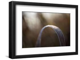 Closeup of hoarfrost crystalline on a reed leaf, bokeh background-Paivi Vikstrom-Framed Photographic Print