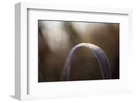 Closeup of hoarfrost crystalline on a reed leaf, bokeh background-Paivi Vikstrom-Framed Photographic Print