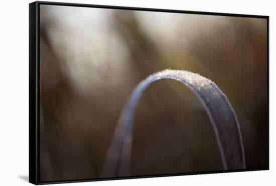 Closeup of hoarfrost crystalline on a reed leaf, bokeh background-Paivi Vikstrom-Framed Stretched Canvas