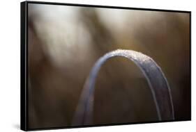 Closeup of hoarfrost crystalline on a reed leaf, bokeh background-Paivi Vikstrom-Framed Stretched Canvas