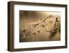 Closeup of hoarfrost crystalline on dry plant, blurred background-Paivi Vikstrom-Framed Photographic Print