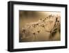 Closeup of hoarfrost crystalline on dry plant, blurred background-Paivi Vikstrom-Framed Photographic Print