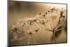 Closeup of hoarfrost crystalline on dry plant, blurred background-Paivi Vikstrom-Mounted Photographic Print