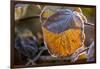 Closeup of hoarfrost dried hydrangea leaf on a blur background-Paivi Vikstrom-Framed Photographic Print