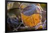 Closeup of hoarfrost dried hydrangea leaf on a blur background-Paivi Vikstrom-Framed Photographic Print