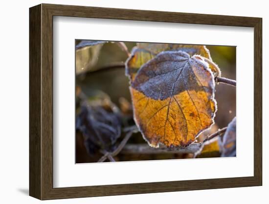Closeup of hoarfrost dried hydrangea leaf on a blur background-Paivi Vikstrom-Framed Photographic Print